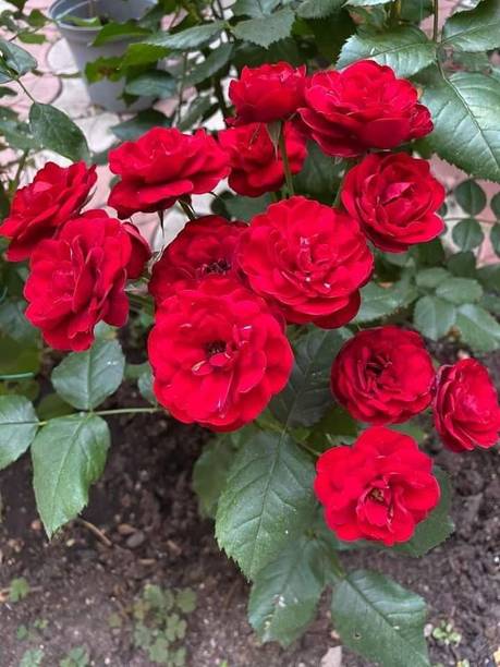 Aclipastal Rose Plant