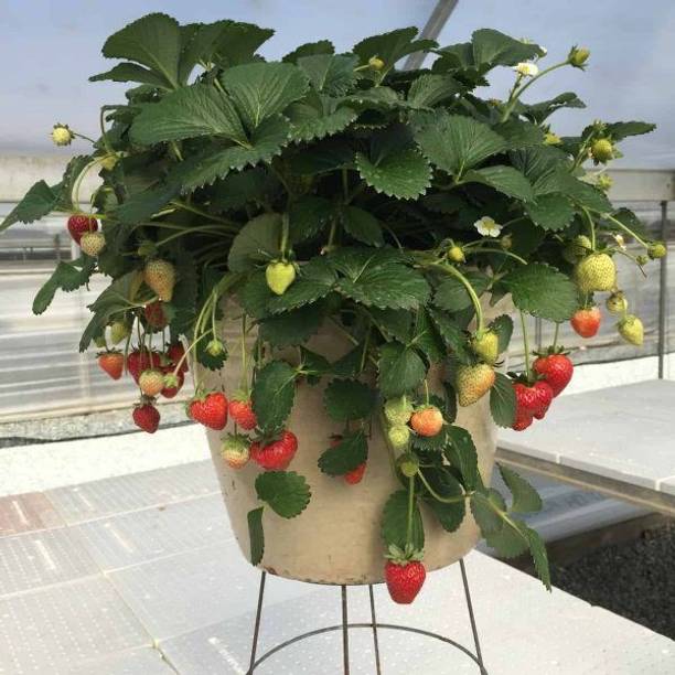 RasmoniGreen Strawberry Plant
