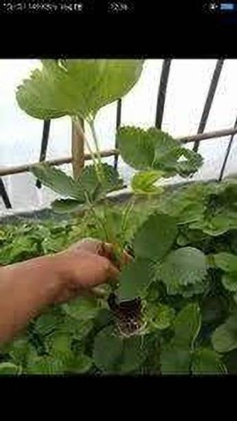 RasmoniGreen Strawberry Plant