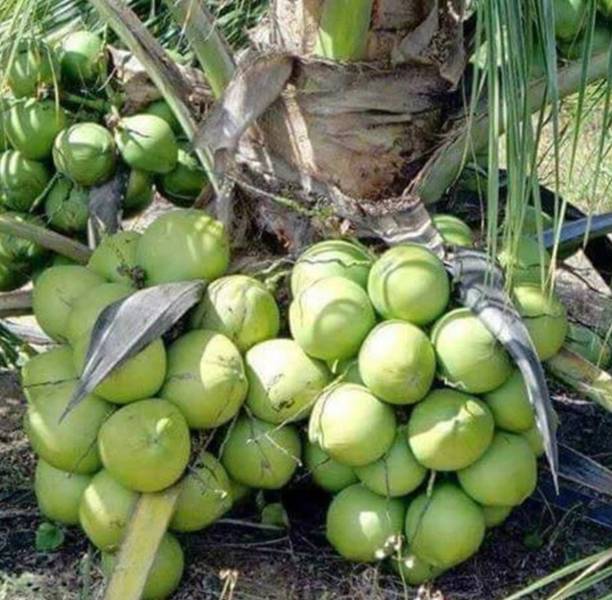 थाई वेरिटी नारियल का पौधा पौधा