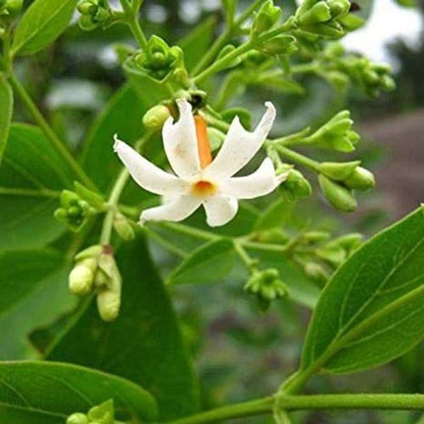 Rozaliya Parijat/Harsingar Plant