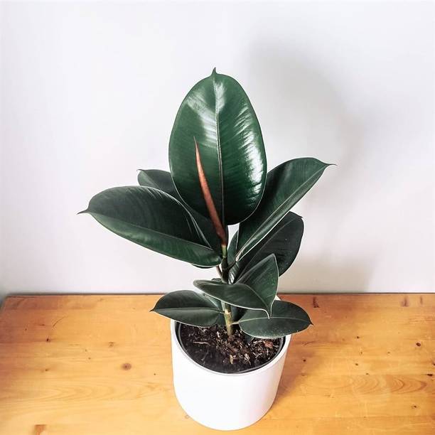 ABEFARIYA Rubber Tree