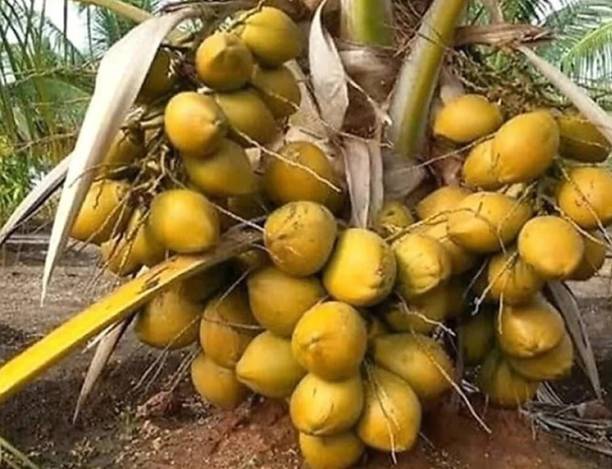 GreenGrowth Coconut Plant