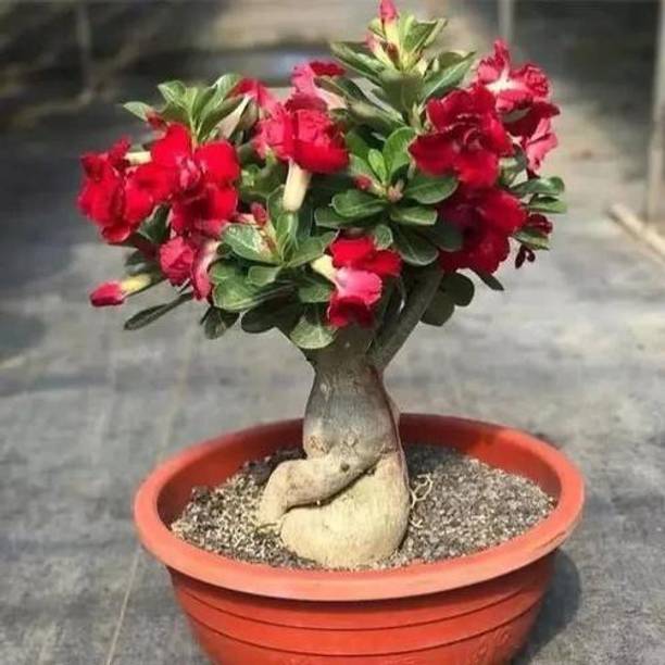 GreenyOn Adenium Plant