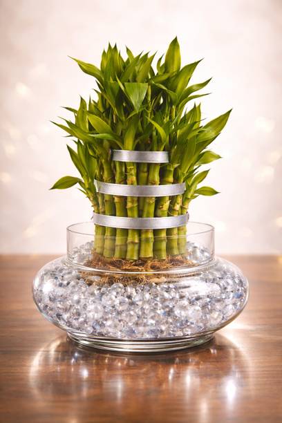 JASSI FLORA Three Layer Bamboo Plant