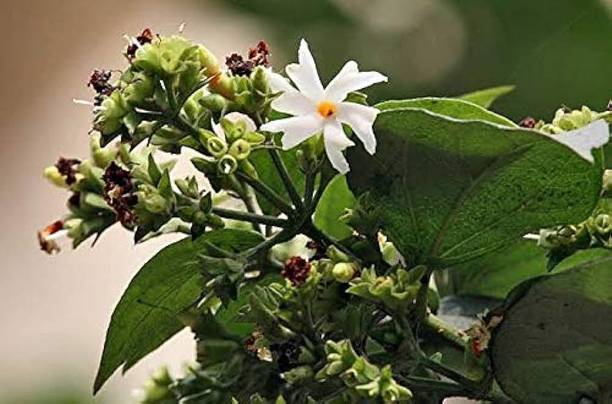 Aclipastal Parijat/Harsingar Plant