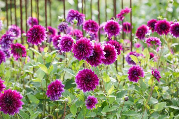 ANUSHKA GREEN BLISS Dahlia Plant
