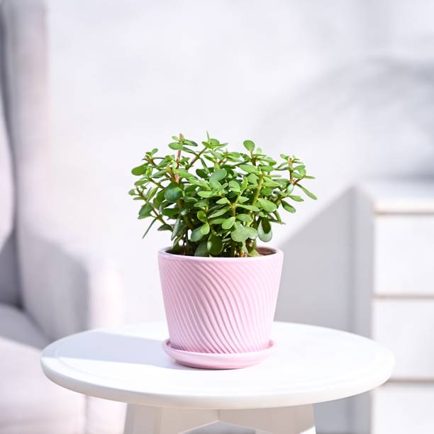 UGAOO Jade Plant