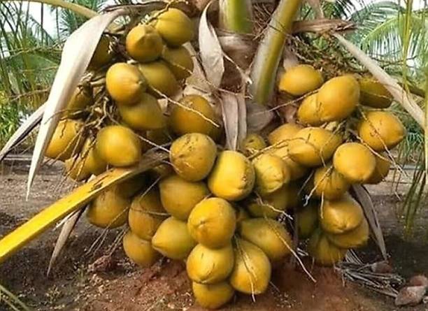 KUMUBON Coconut Plant