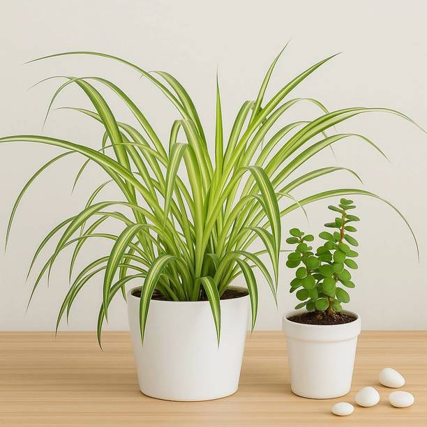 Subhrajit Jade Plant