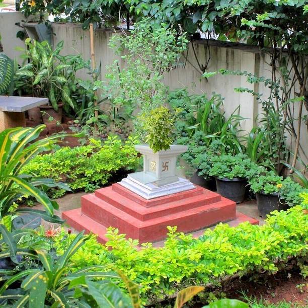 MAITRA AND SONS Tulsi Plant