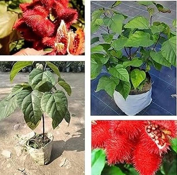ALOCHUZ ZZ Plant
