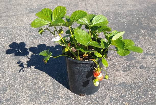 FarmStorey Strawberry Plant