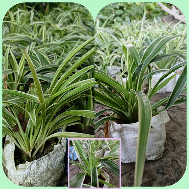 Tanrik Spider Plant