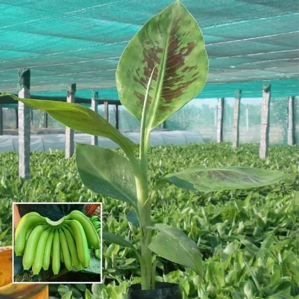 Balaji Friendly Plant Banana Plant