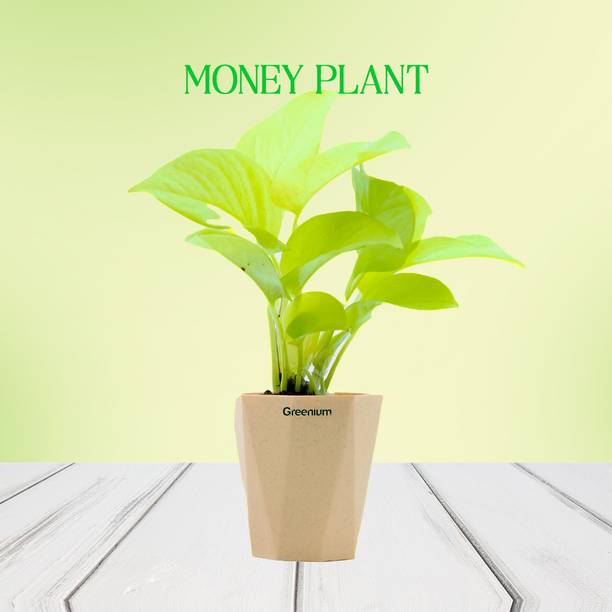 Greenium Money Plant