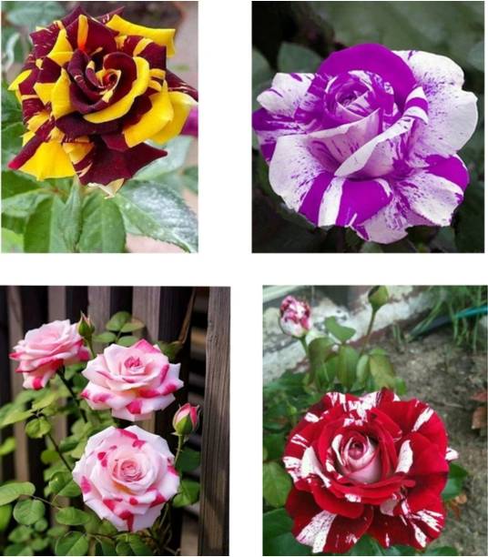 NATURESNURSERYY Rose Plant