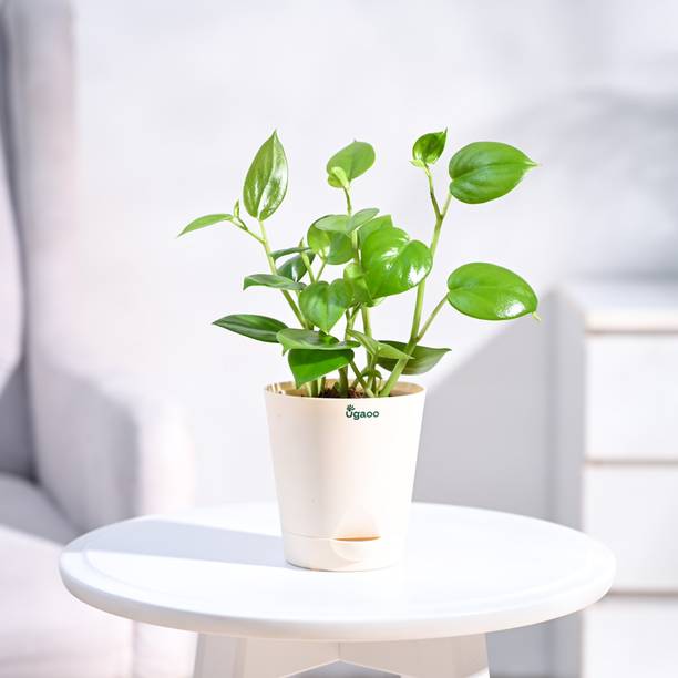 UGAOO Peperomia Plant