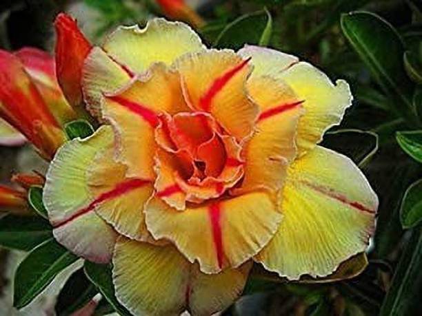 SHREYAGREEN Adenium Plant