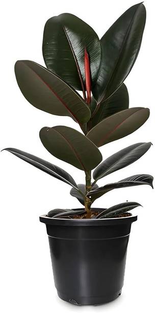 Eco Savers Rubber Tree