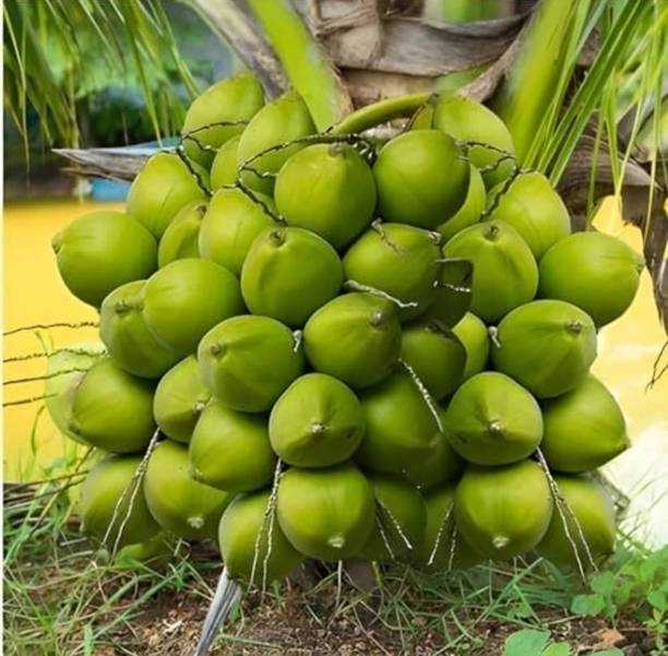 LtSurya Enterprise Coconut Plant