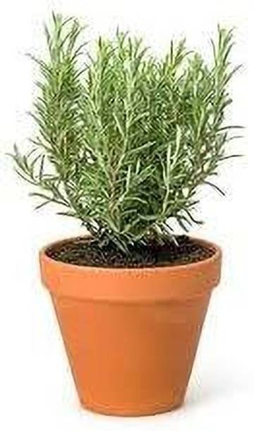 PetalPath Rosemary Herb Plant