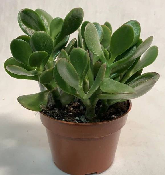 Adrita Jade Plant