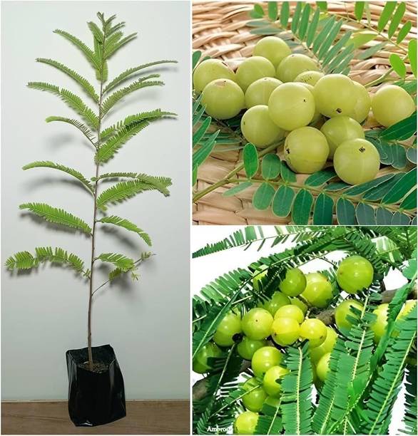 GreenHavenn Amla Plant