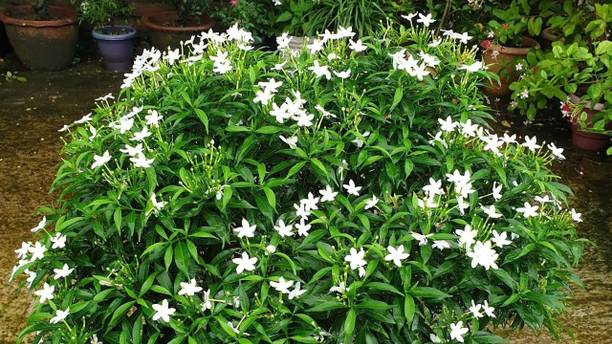 Rozaliya Jasmine Plant