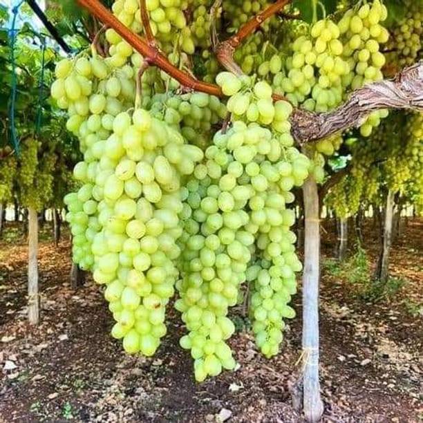 hybrid thai grapes Grapes Plant