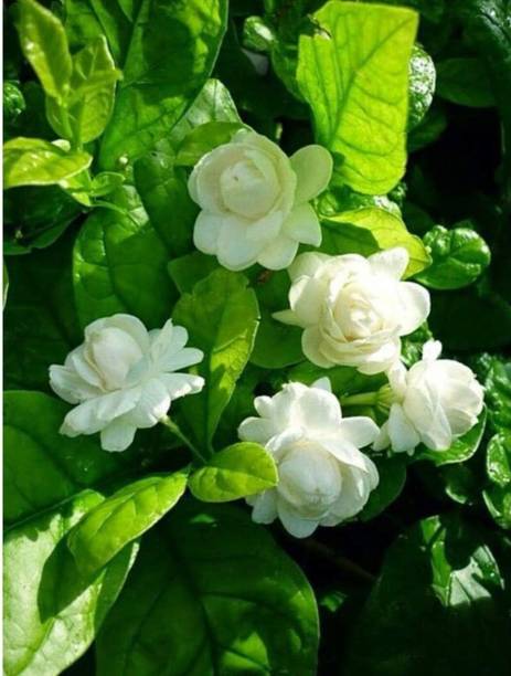 AloGardening Jasmine Plant