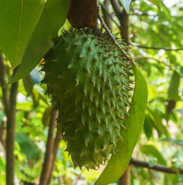 MAITRA AND SONS Custard Apple Plant