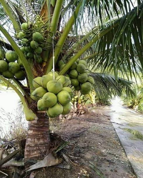OIHOLO Coconut Plant