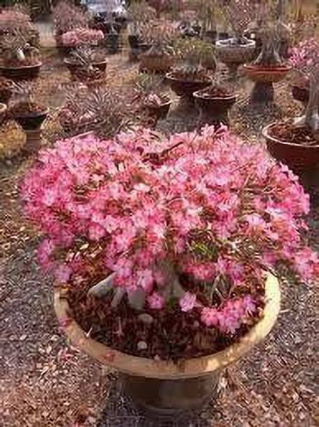 Anusha Enterprise Adenium Plant