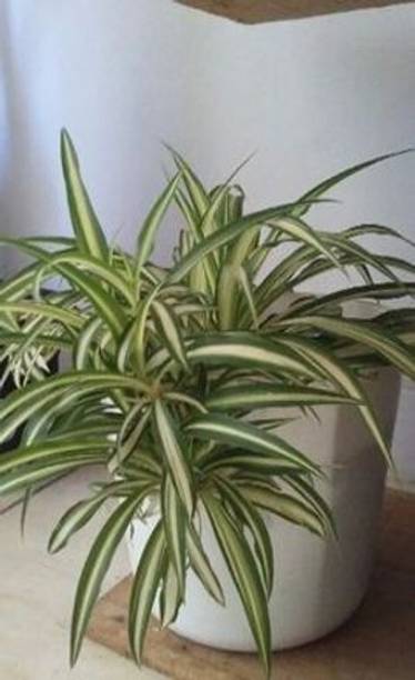LeafLinks Spider Plant