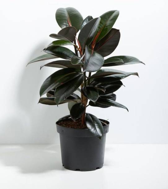BerryBreeze Rubber Tree