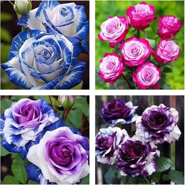 ToGon Rose Plant