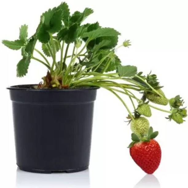 Aclipastal Strawberry Plant
