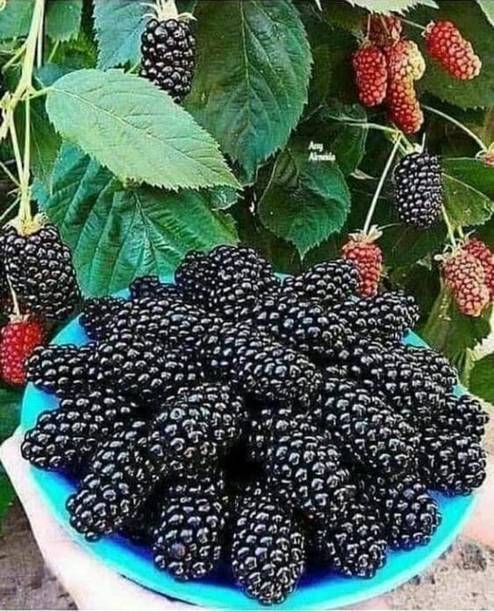 GreenyOn Shahtoot/Mulberry Plant