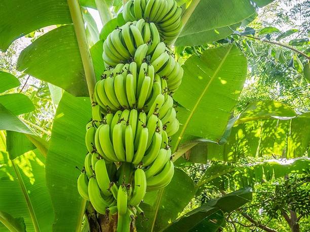 EarthAngel Banana Plant