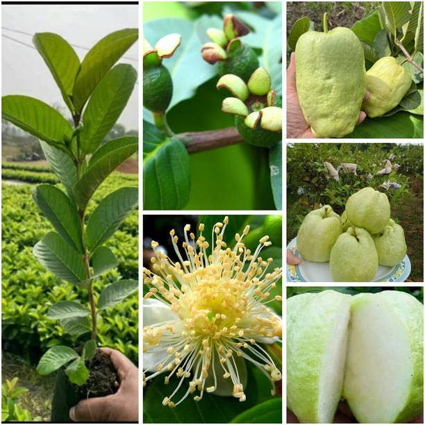 Cloud Farm Guava Plant