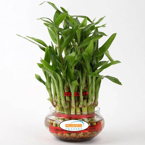 GIRISHA TRADERS Three Layer Bamboo Plant
