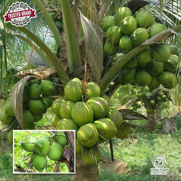 YourPlant Coconut Plant