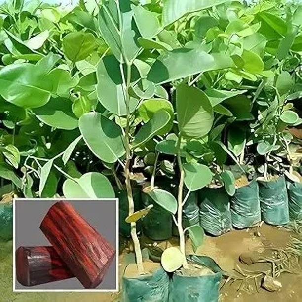 LifeShowMe Red Sandalwood Plant