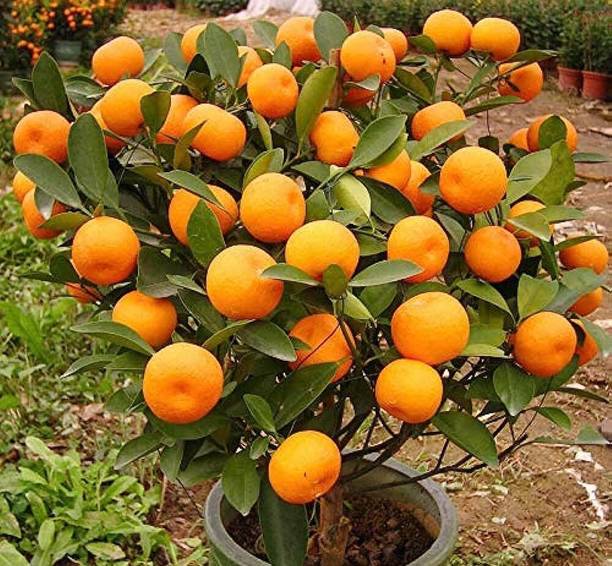 Cloud Farm Orange Plant
