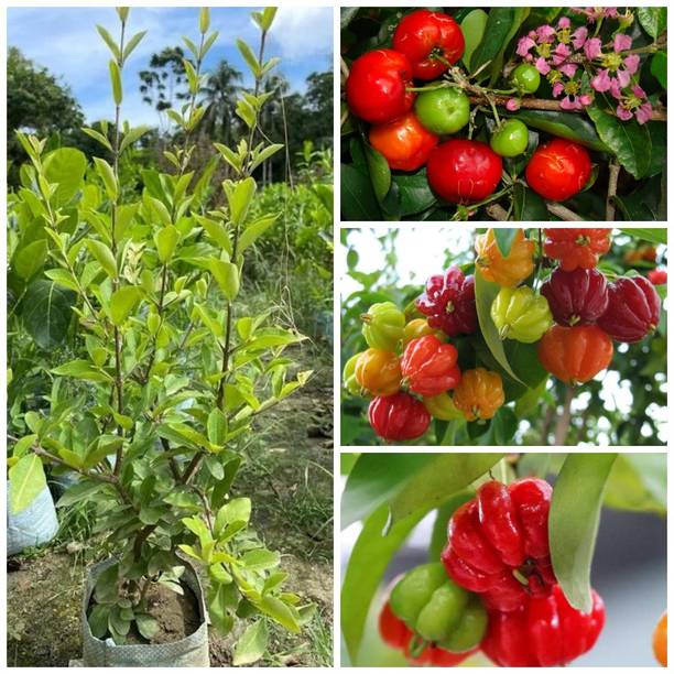 Cloud Farm Cherry Fruit Plant