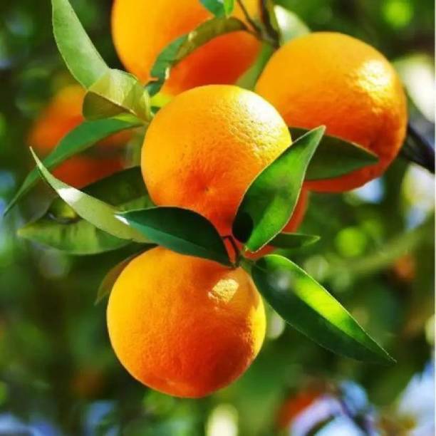 Cloud Farm Orange Plant