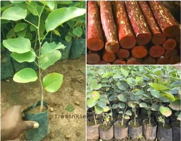 Rita Enterprises Red Sandalwood Plant