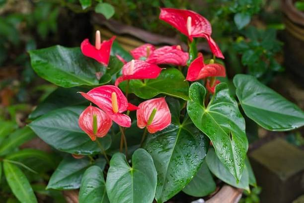 ARIAANAM Anthurium flower seeds,anthurium seeds,flower Seed