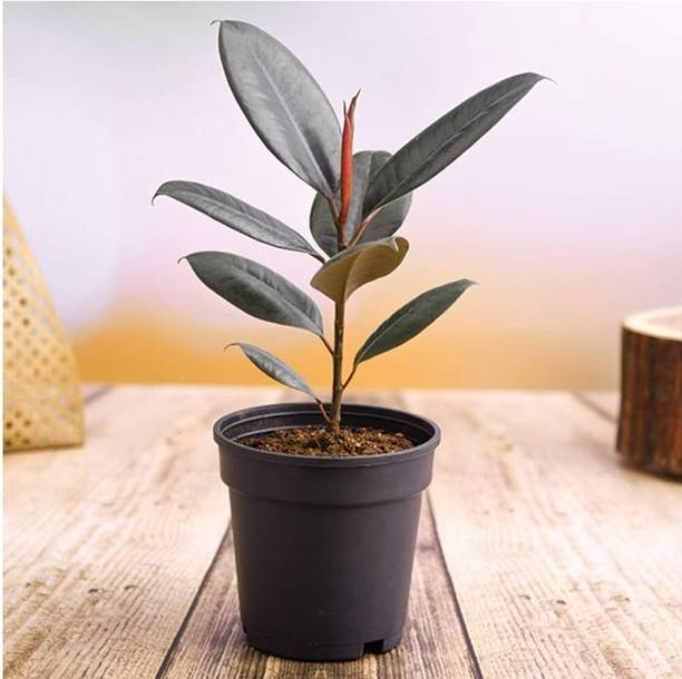 ABEFARIYA Rubber Tree